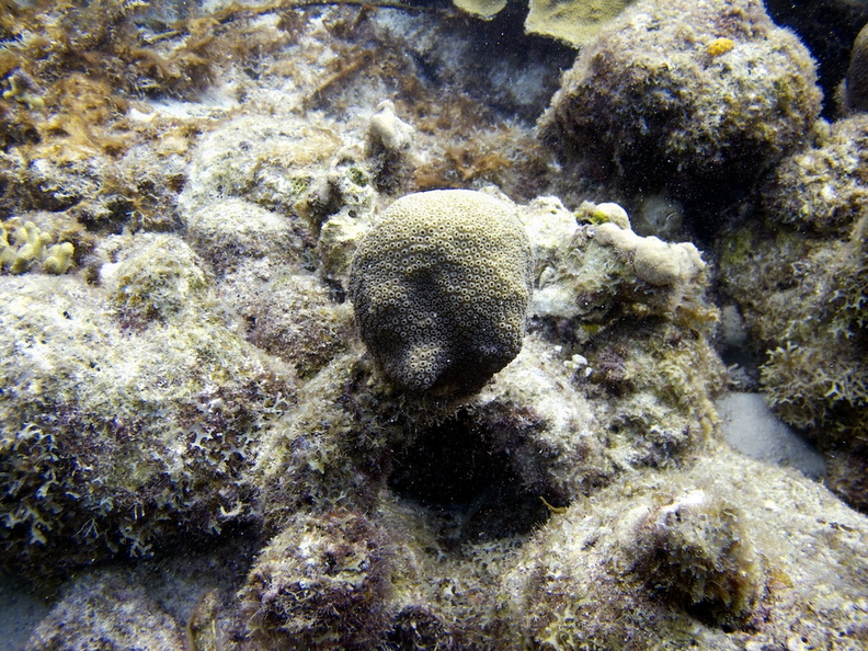 IMG_4145 Face in Coral.jpg
